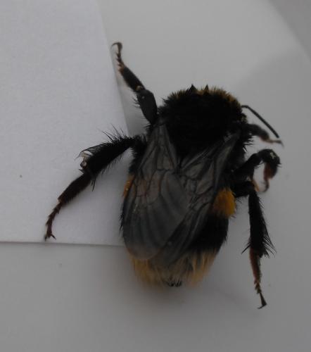 Bombus sp.
